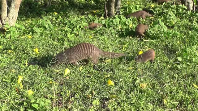 Banded Mongooses (3 of 3)