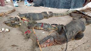 Monitor lizards