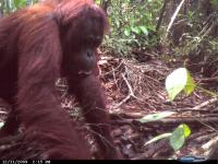 Unflanged Male Orangutan Ground