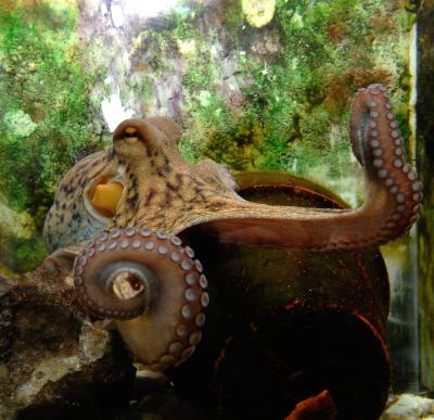 Hebrew University's 'Smart' Octopus