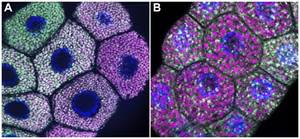 Early degradation of secretory granules in Drosophila larval salivary gland cells