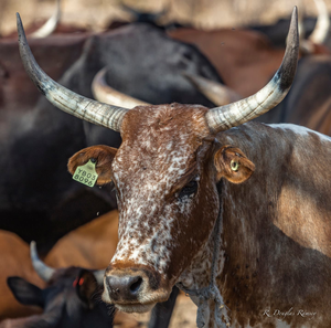 Cattle in Namibia