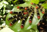 Gregarious Caterpillars