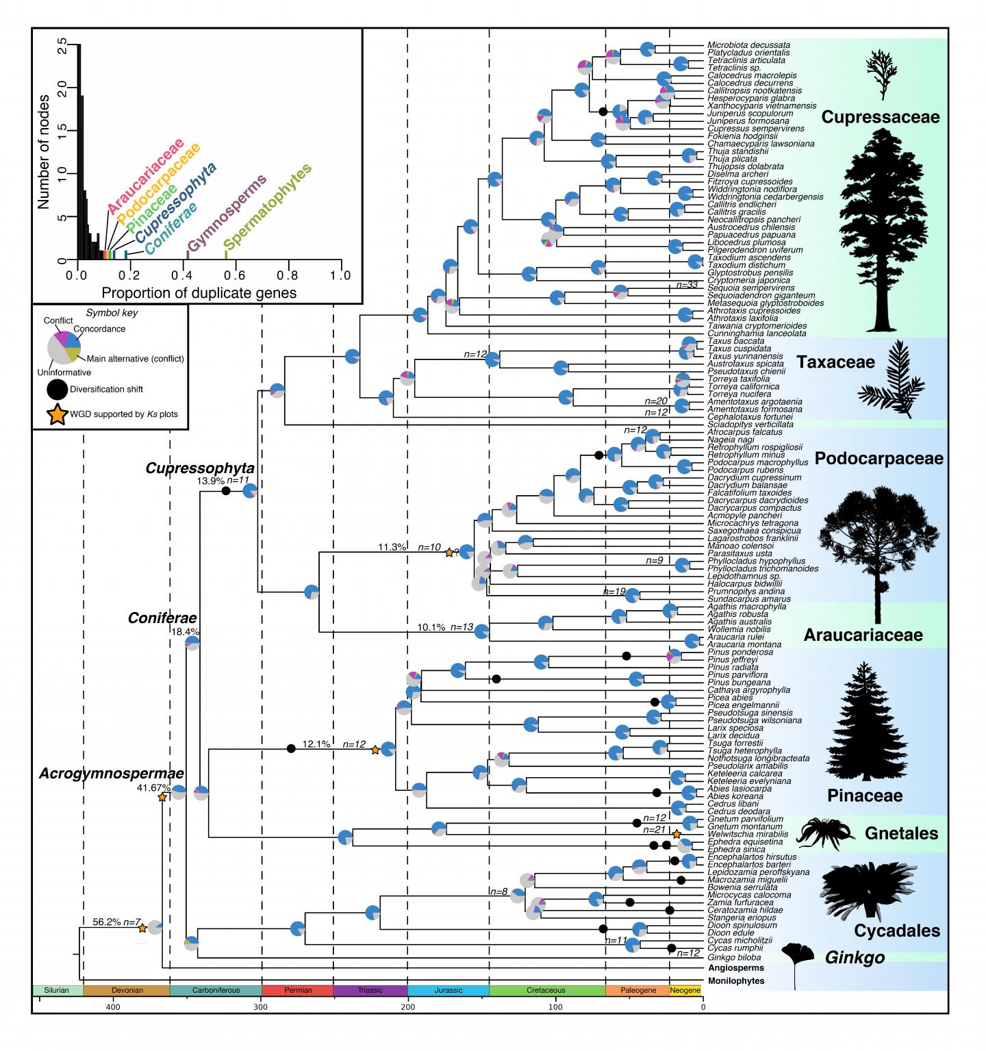 Transcriptome-based species tree of gymnosperms showing major genomic events.