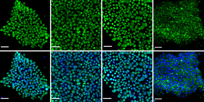 Stem cells in an undifferentiated state