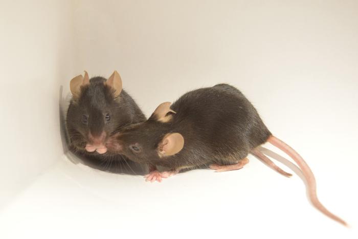 A positive emotional experience in mice