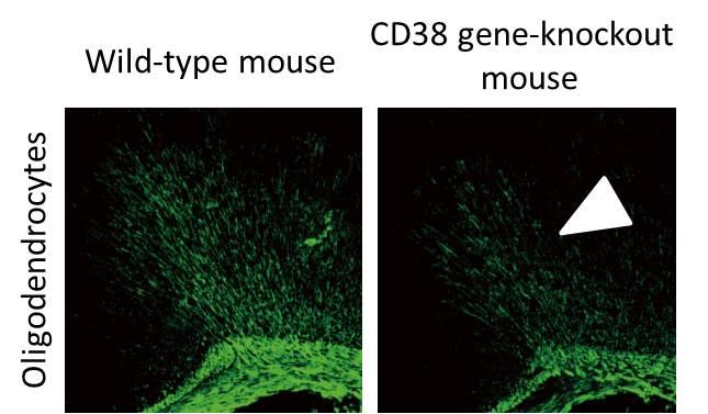 Knockout of Cd38 Gene Gives Rise to Abnormality of Oligodendrocytes