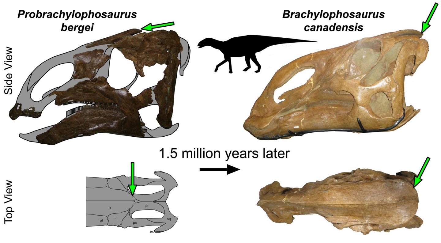 Newly Described <em>Probrachylophosaurus</em>