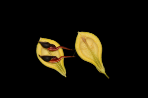Seed of Agarwood (Aquilaria sinensis)
