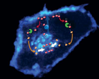 Transportation Governed by Simple Rules