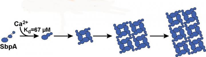 Bacterial Armor Self-Assembly