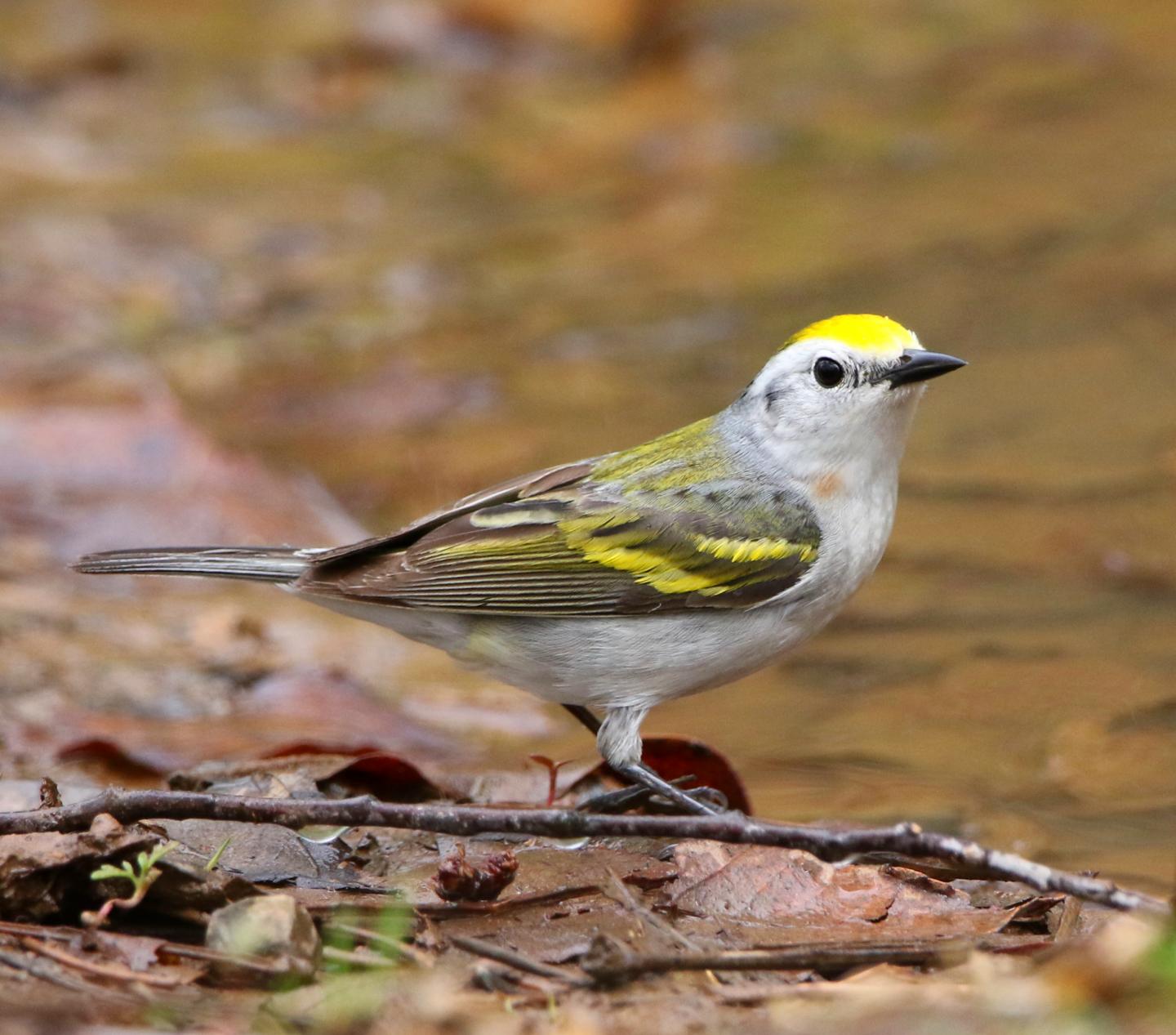 Rare Three-Species Hybrid Warbler