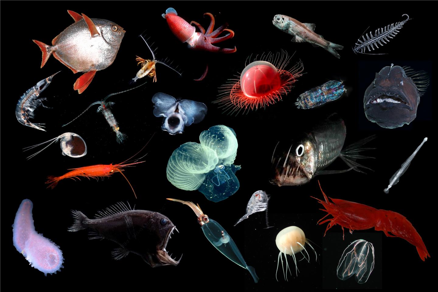 Midwater animal biodiversity
