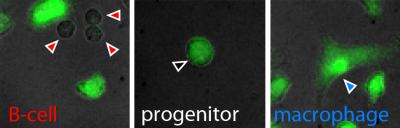 Differentiating Cells in Culture