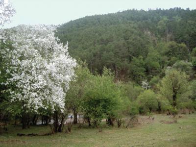 <i>Stenoloba solaris</i> (2 of 2)