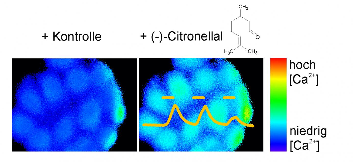 Citrus scent inhibits liver cancer EurekAlert!