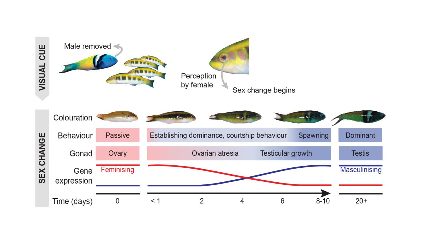 Bluehead Wrasse Sex-Change Infographic