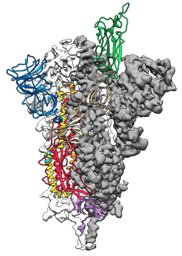 Stabilized Spike Protein from SARS-CoV-2