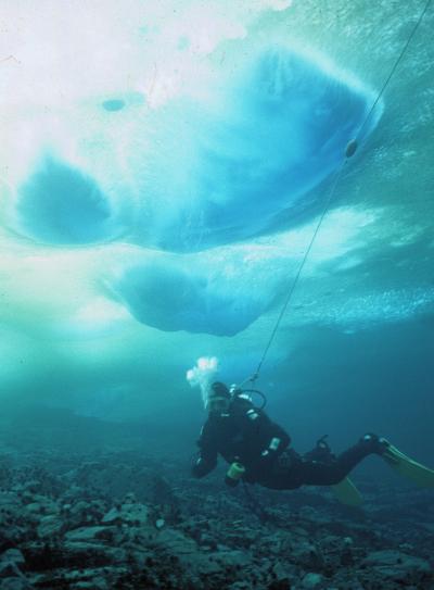 Antarctic Species Dwindle as Icebergs Batter Shores Year-Round (2 of 3)