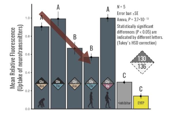 Evolutionary Changes in Brain Potentially Make us More Prone to Anxiety