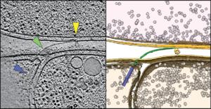 Bacterial cannon