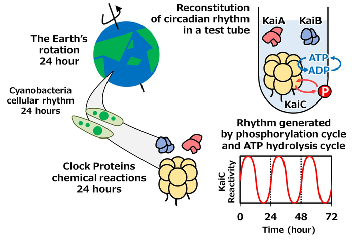 Unlocking Complex Workings of the Biological Clock