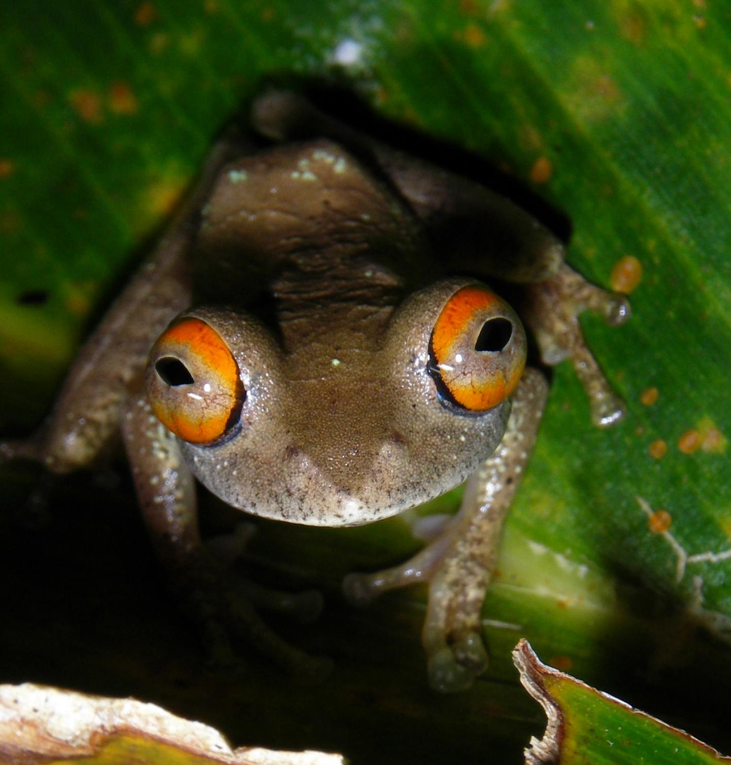 <i>Boophis quasiboehmei</i>