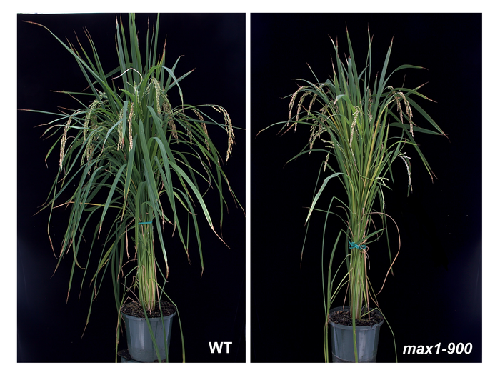 Plant hormones to help prevent Striga invasion