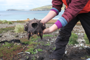 Sea Lion Skull