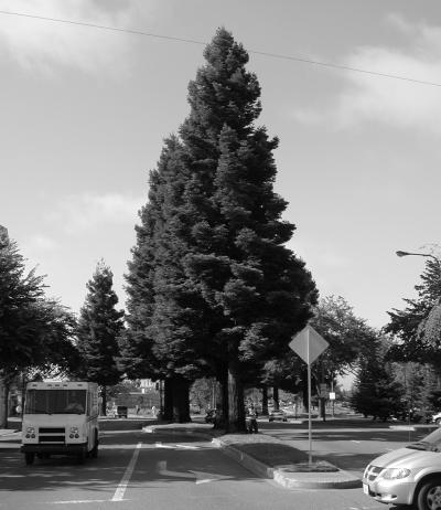 Tall Trees Mean More Carbon Storage