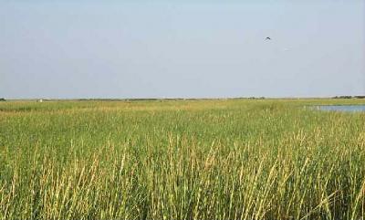 Louisiana Salt Marshes