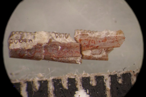 New geosciences study shows Triassic fossils that reveal origins of living amphibians - EurekAlert