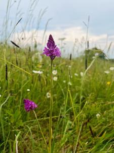 Pyramidal orchid