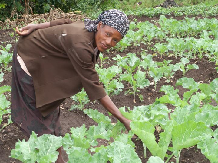 Shamba Maisha Farming