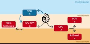 Effects of foraminifera on marine environments