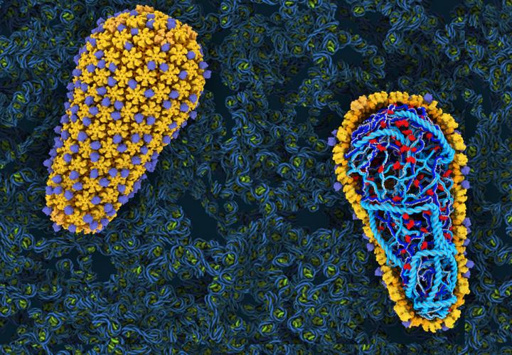 An Illustration of Human Immunodeficiency Virus (HIV).