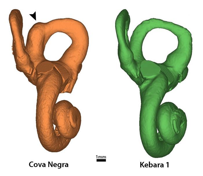 3D model of the inner ear CN-46700