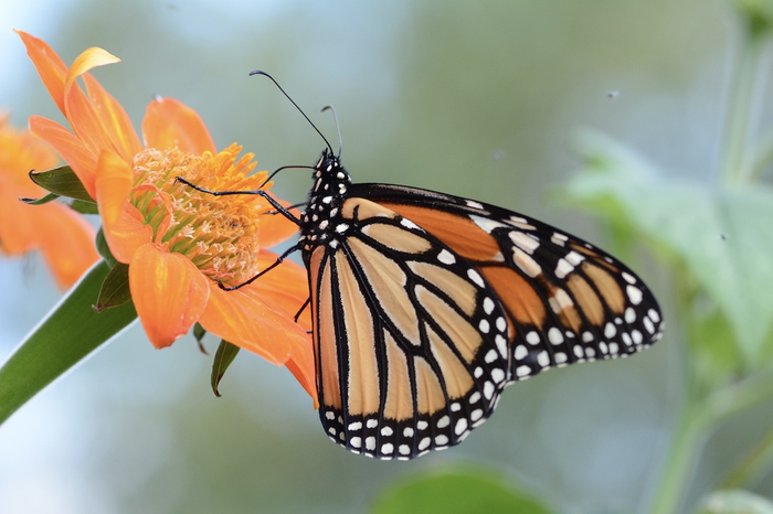 Hailing monarchs