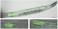 <em>Caenorhabditis elegans</em>