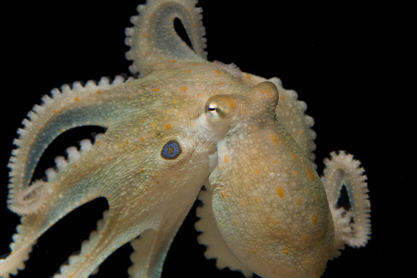 <i>Octopus bimaculoides</i>