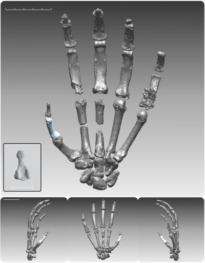 Before 'Lucy,' There Was 'Ardi:' First Major Analysis of One of Earliest Known Hominids (4 of 5)