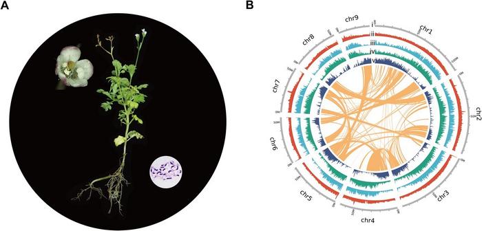 Triplostegia glandulifera plant and its genome.