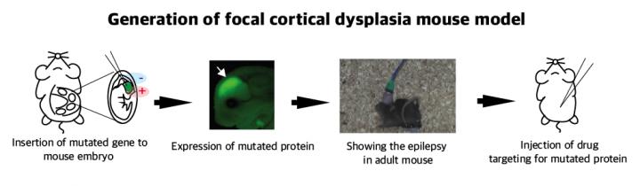 Generation of Focal Cortical Dysplasia Mouse Model