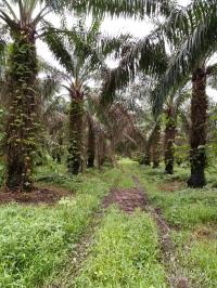 Oil Palm, Colombia 2