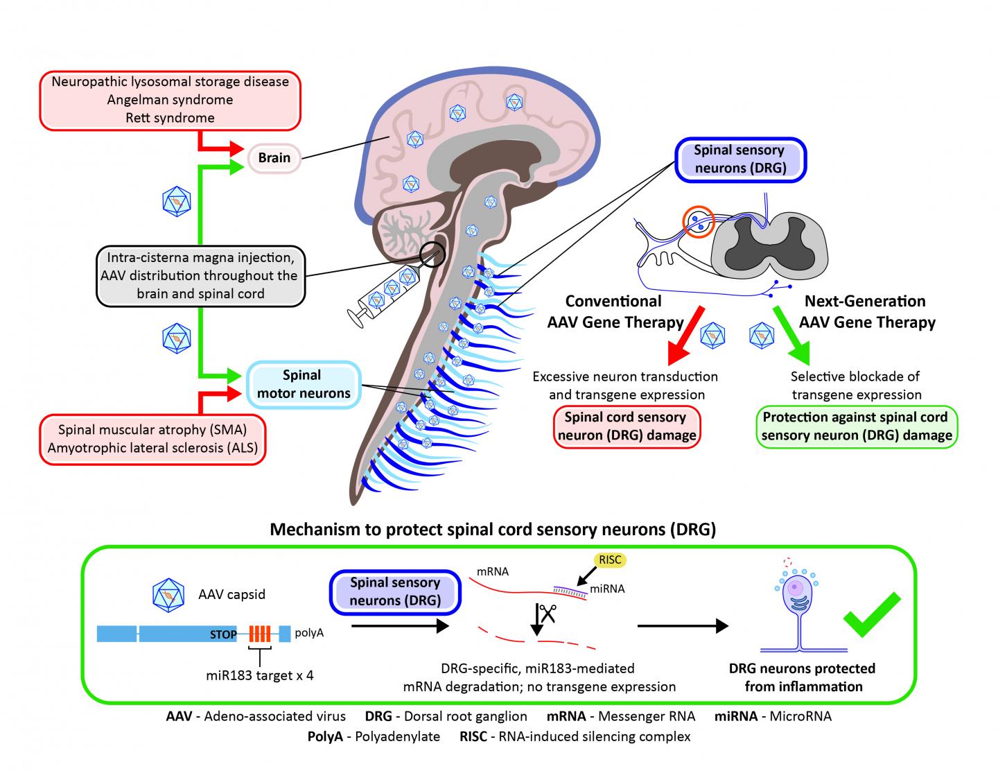 Modified Viral Vectors Could Make Gene Therapies Safer in the Nervous System (2 of 4)