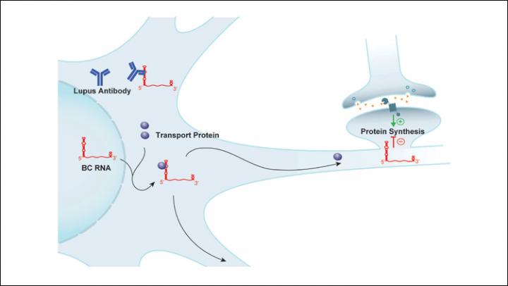 Lupus antibody target identified | EurekAlert!