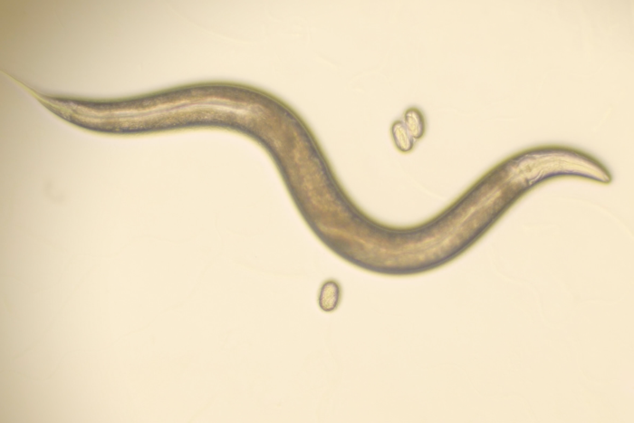 C. elegans