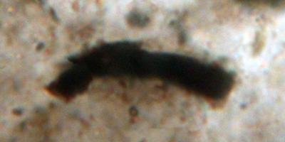 A Fossil Cellular Microbe (<i>Primaevifilum delicatulum</i>)