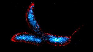 Caulobacter crescentus