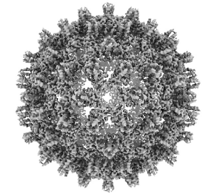 Cryo-electron microscopy structural reconstruction of a hepatitis B virus core capsid.
